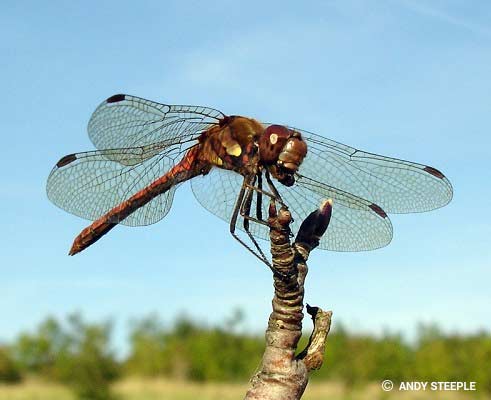 Photograph Dragonflies
