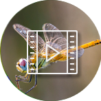 Dragonfly Videos