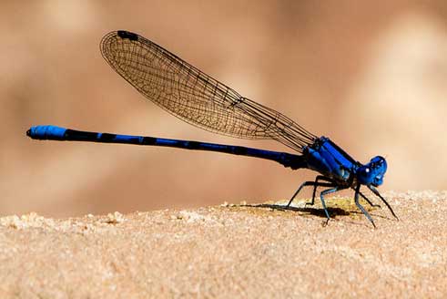 Damselfly picture