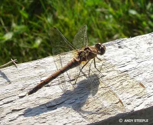 Dragonfly Symbolism