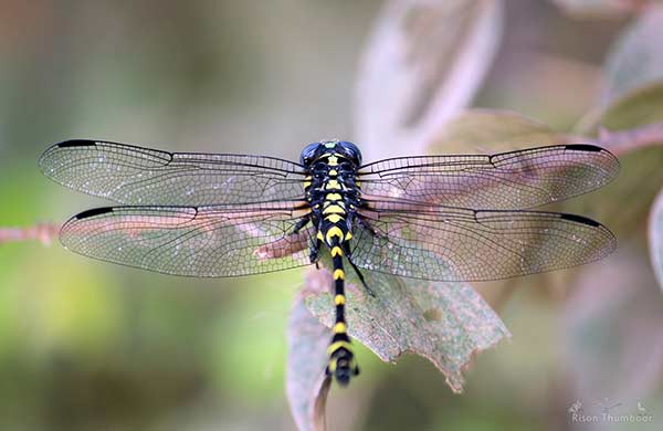 Clubtail Dragonfly Photos