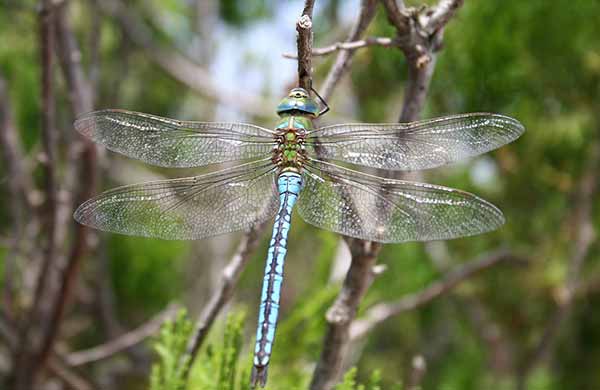 Darner Dragonfly Photos