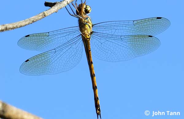 Emerald Dragonfly Photos